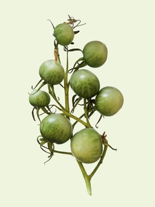 Green Tomatoes